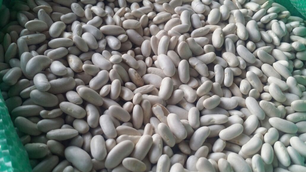 Beans-Cairo-15.jpg