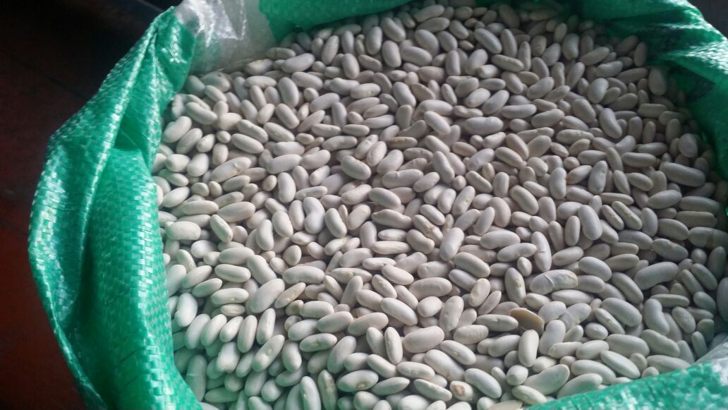 Beans-Cairo-17.jpg