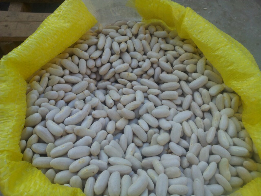 beans_3.jpg