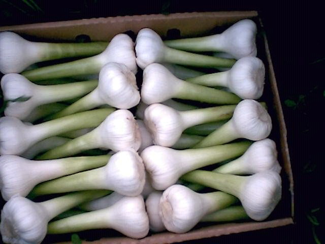 garlic_1.jpg
