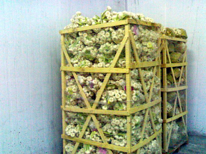 garlic_3.jpg