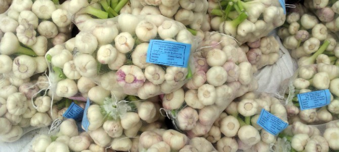 garlic_5.jpg