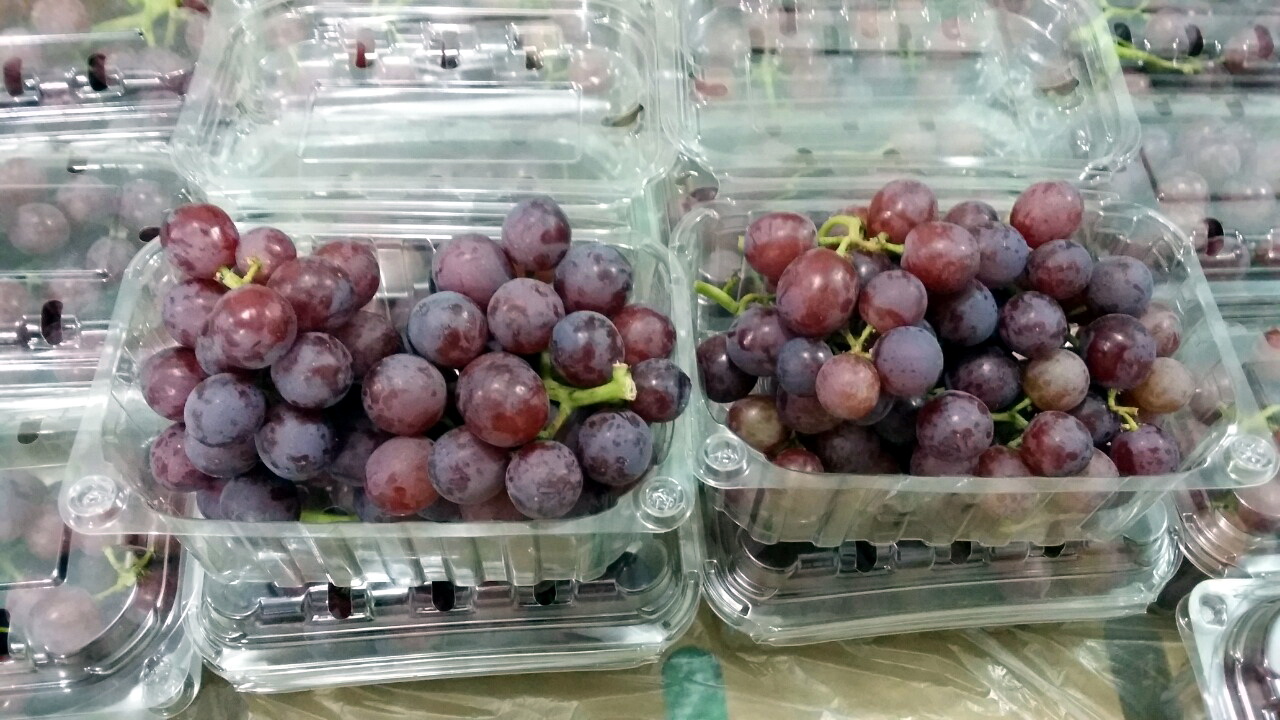 Egyptian-Grapes-141.jpg