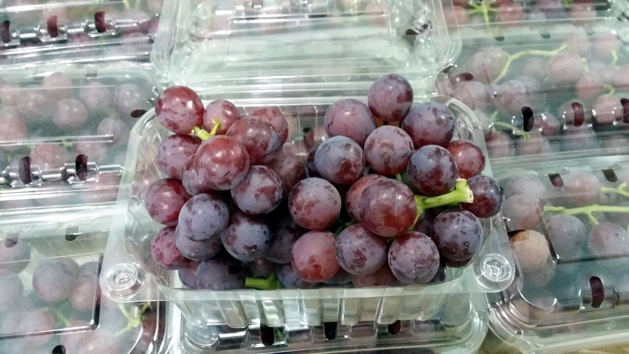 Egyptian-Grapes-142.jpg
