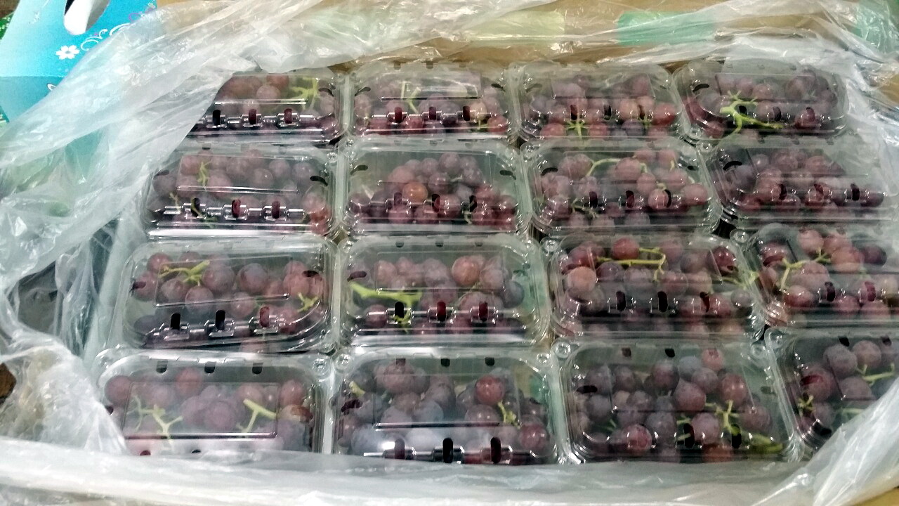 Egyptian-Grapes-144.jpg