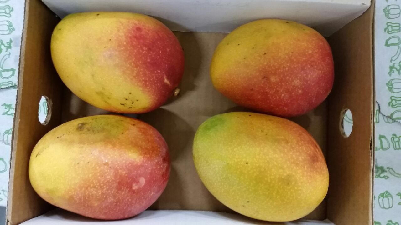 mango1.jpg