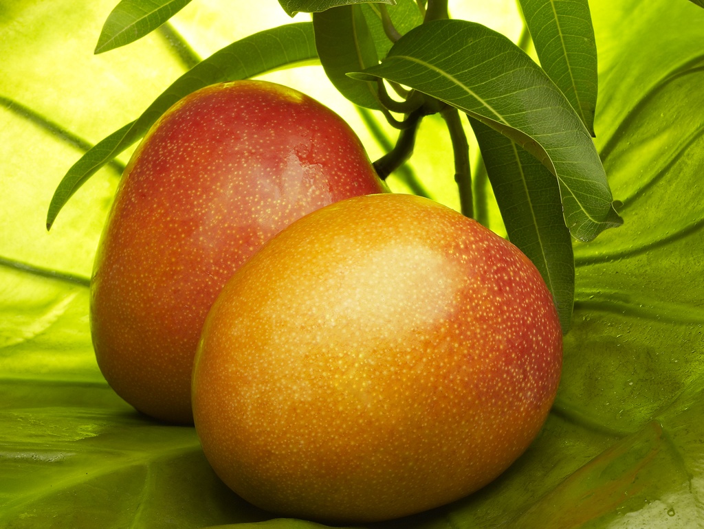 sinova-mango-1.jpg